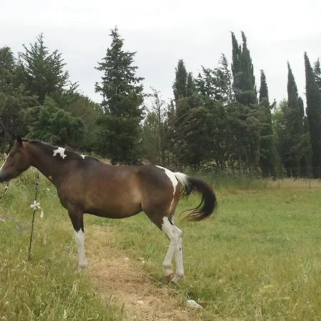 Bruca *